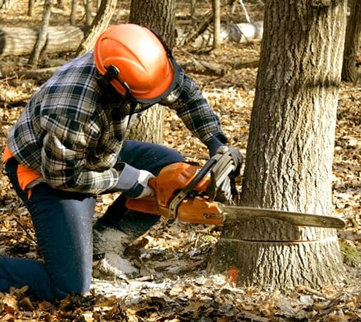 Tree Removal in Lovejoy, IL